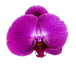 depilacja laserowa ruda śląska kwiat orchidei różowy