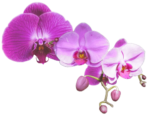 depilacja laserowa orchidea gałązka