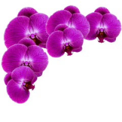 orchidea ramka