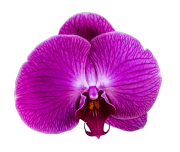 depilacja laserowa ruda śląska kwiat orchidei różowy